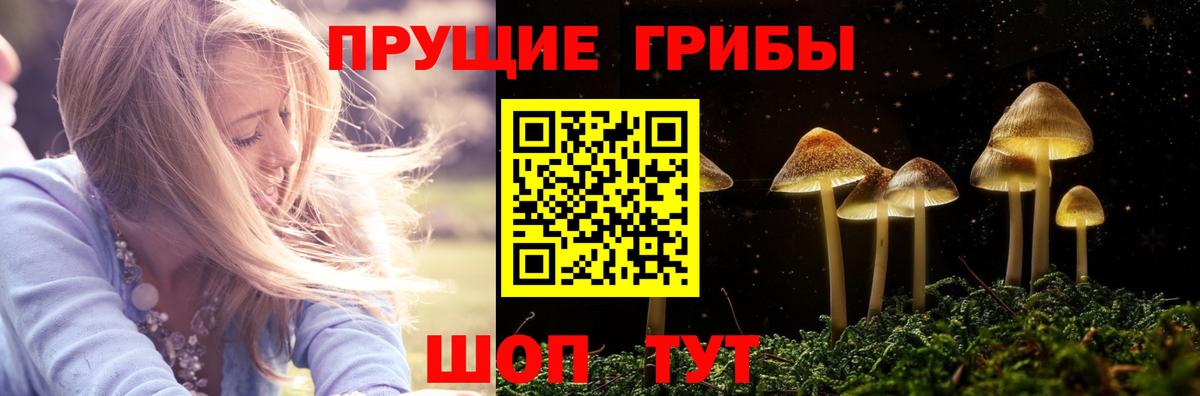 Псилоцибиновые грибы Psilocybe  Бузулук 